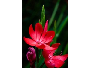 �쾰��Ĺ�Ч��������Щ ʳ�÷������