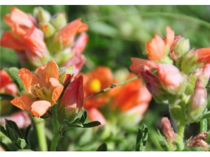 �쾰����ʲô �쾰��ķ��÷���