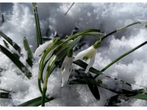 ��ɽѩ�����ܺ�ʲôһ��� ��ɽѩ������ô�����