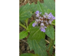 �����ǲ���ʲô ����Щ��Ч������