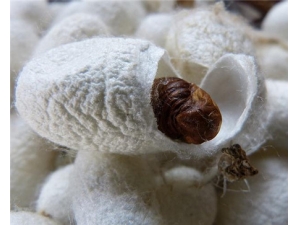 ��Ӽ�Ĺ�Ч������ ������л�ô���