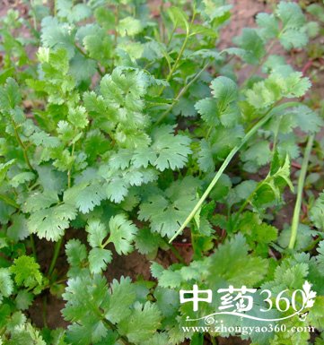 ܾݴҩüֵ ܾݴΪҩõ