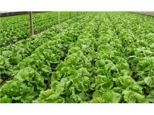 ���˵Ĺ�Ч������ Ԥ����֢��Ч��