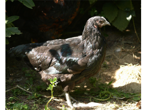 �ڹǼ��Ĺ�Ч������ ǿ��ǵ��θ��Ʋ�