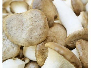 зζ���Ĺ�Ч������ �ӻ�˥�ϻ�����