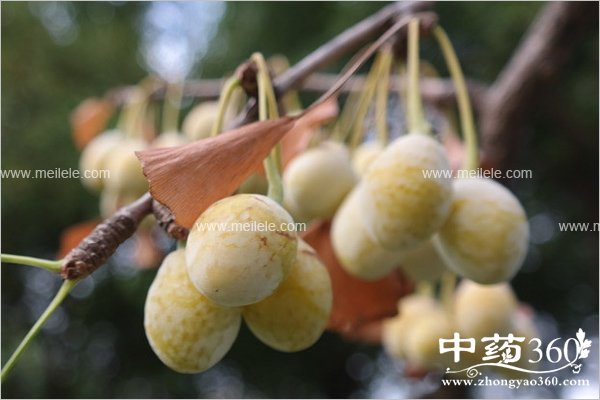 yinxingguodegognxiao