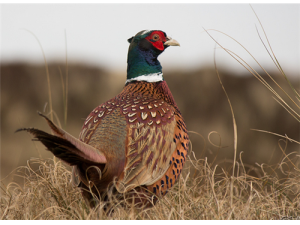 Ұɽ���Ĺ�Ч������ ��Ƣ��θʳ�Ƽ�ֵ��