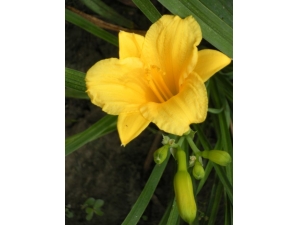 ƻ˵ҩüֵЩ ʮֵֵùע