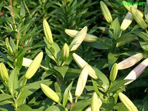 �ٺ������ֹ�ȵ����� �ٺϻ��������֪ʶ