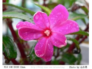 ��Ѣ������ô�� ���ɻ�ƫ��������Ѣ