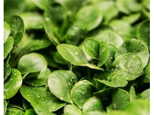 ֥��˵Ĺ�Ч������ Ӫ���ḻ��Ч��