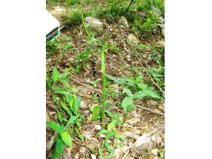 �����ĵĹ�Ч������ ���Ƹ��������缲