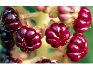 ��½���Ĺ�Ч������ ��½�������ݾ���