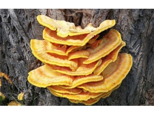 ����֥���ϻ��� ��֥����Ҫ����