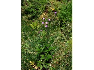 �⵶��������ʲô ���Ƚⶾ���䳣����Ч