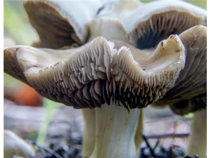 ���Ⱦ��Ĺ�Ч������ ��Ƣ��θ��Ч��