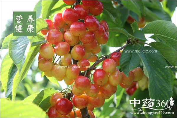 jiaolvzhengchishenmehao