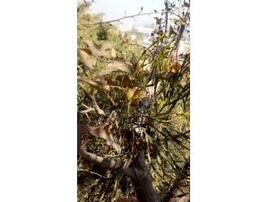 ʲô��··ͨ��ҩ ���Ĺ�Ч��������Щ