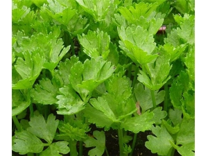 ����Ҷ�Ĺ�Ч������ ����ͨ��ô���