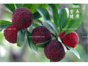 ��÷�Զ��˻���ô�� ��÷�Զ��˵�Ӱ�죡