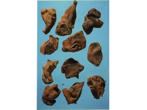 �屶�ӵĹ�Ч ���������ò�Ϊ��֪