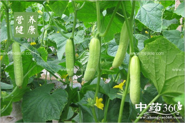 xuetanggaochishenmehao