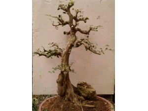 ��ҩ������Ĺ�Ч ������ֹʹ��Ѫɢ��