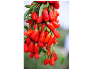 �������ô��ˮ �����ˮ�����⹦Ч