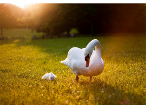 ����Ĺ�Ч������ ������Ѫ����������ѡ��