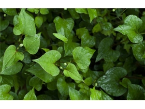 ���Ȳݵ����� ���Ȳݶ�����ֲ�������