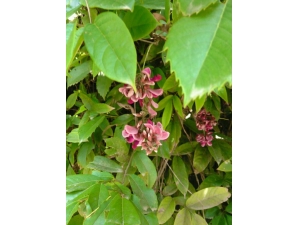 ��Ѫ�ٵĸ����� �и�Ҫ���ķ���