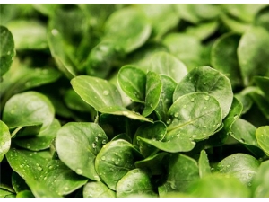 ު�˵Ĺ�Ч������ ��̵ֹ��Ч����