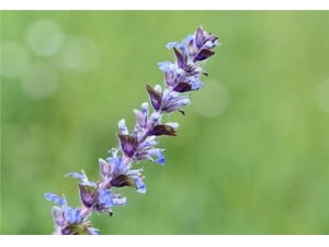 Ŀݲݲܺʲôһ ĿݲˮȵĽ