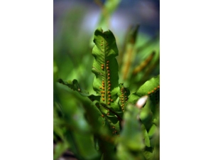 ���Ƿ�β����ʲô ��ʲô���ع�Ч