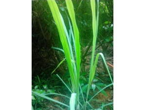 ��é��ʲô ��é�Ĺ�Ч������