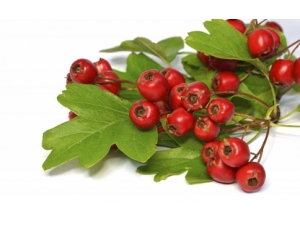 �ļ�û��ʳ����ô�� �����������ʳ��