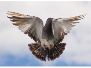 ���ӵĹ�Ч������ ���ӵİ˴���������