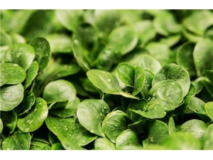 ����˵Ĺ�Ч������ ������ι�Ч��