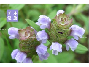 �ĿݲݵĹ�Ч�����ü�ʳ�÷��� �Ŀݲݵ�ʳ�ü�ֵ������