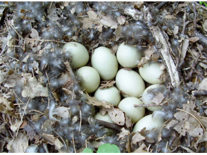 ��Ѽ���Ĺ�Ч������ ���׸�����̲�ʥƷ