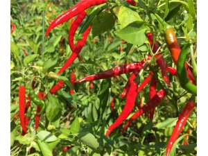 牛蒡的功效与作用 润肠通便能防癌