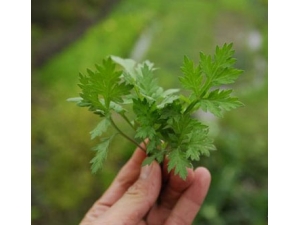 ���ݿ����θ��Ƽ�����