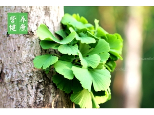 �׹�Ҷ�����ü���Ч����Щ �׹�Ҷ���������ã�