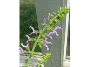 ����������ʲô��Ч ����Щ������