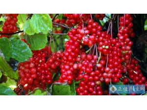 ��ζ�ӵ�ҩЧ ��ζ�ӵĹ�Ч������