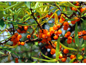 ɳ���Ĺ�Ч������ ����ζ�����β�