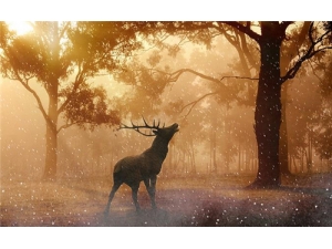 ¹�׳Զ�����ô�� ��¹����ô����