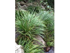 ��ҩʯ���ѵĹ�Ч���� �򾲰���������Ѫ