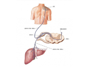 ��ʲôѨλ�������Ƶ���Ϣ�� ������Щ�����������Ƶ���Ϣ��