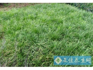 �󶬵������빦Ч ����ˮ�ȵĽ���